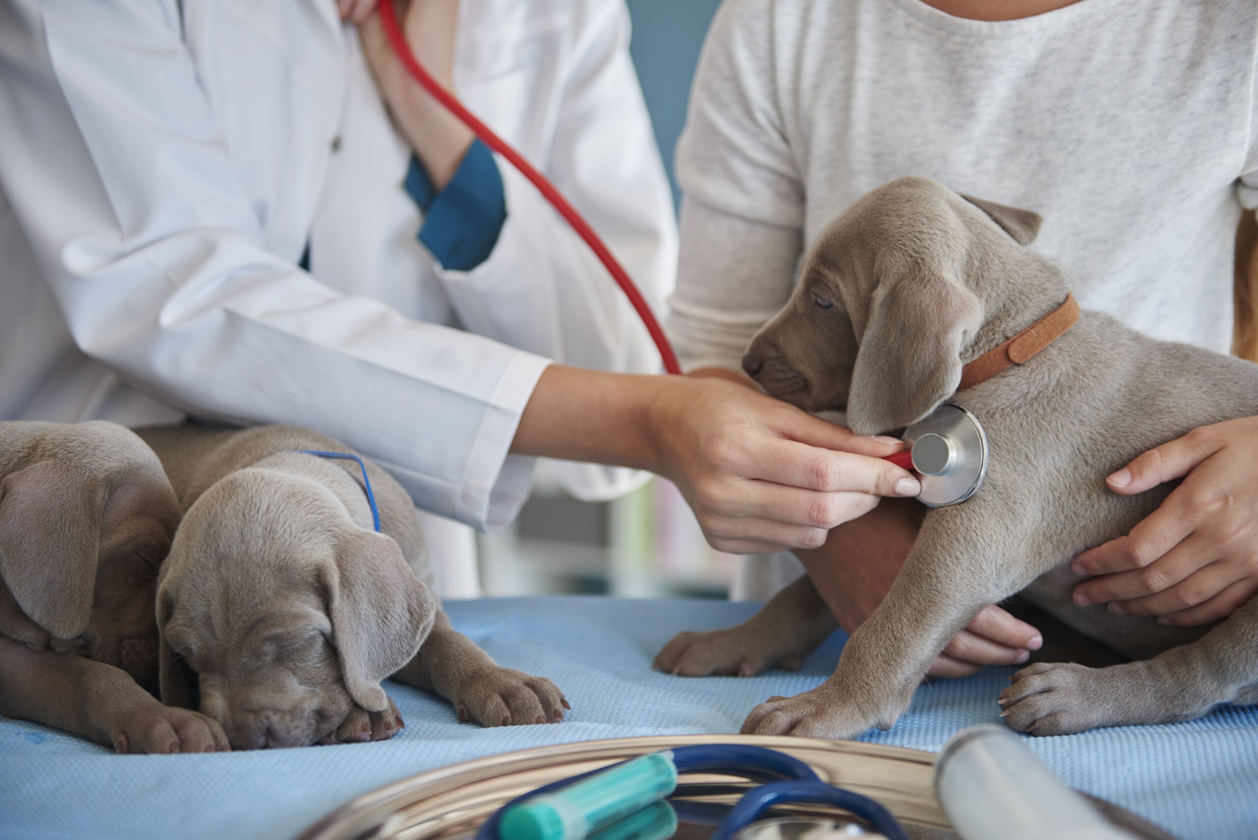 vet-doing-routine-examination